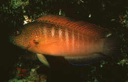 Image of Darkstriped dottyback