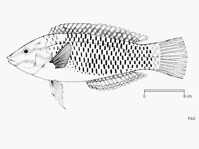 Image of Checkerboard wrasse