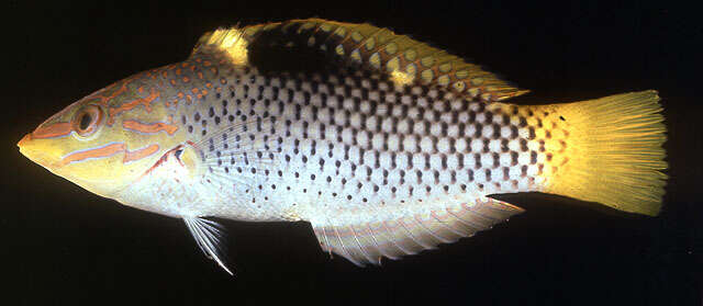 Image of Checkerboard wrasse