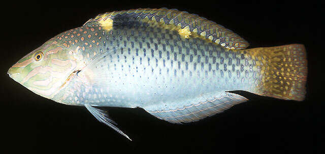 Image of Checkerboard wrasse