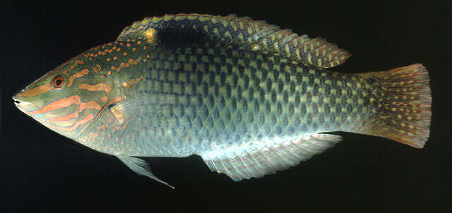 Image of Checkerboard wrasse