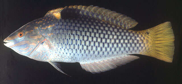 Image of Checkerboard wrasse