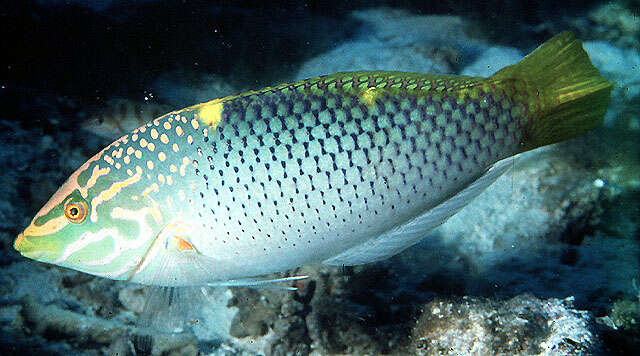 Image of Checkerboard wrasse