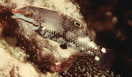 Image of Checkerboard wrasse