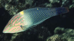 Image of Checkerboard wrasse