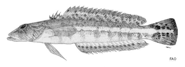 Image of Parapercis colemani