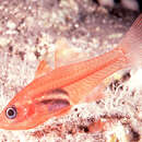 Image of Phantom cardinalfish
