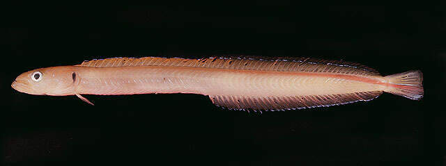 Image of Gunnellichthys monostigma