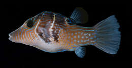 Image of Circle-barred puffer