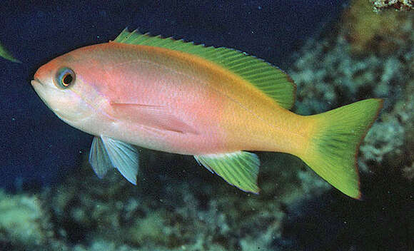 Image of Painted anthias