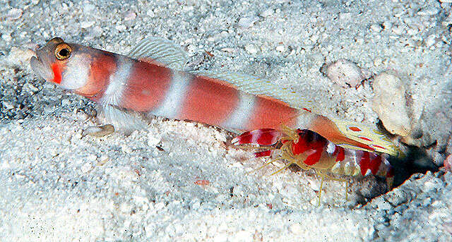 Image of Beautiful prawn-goby