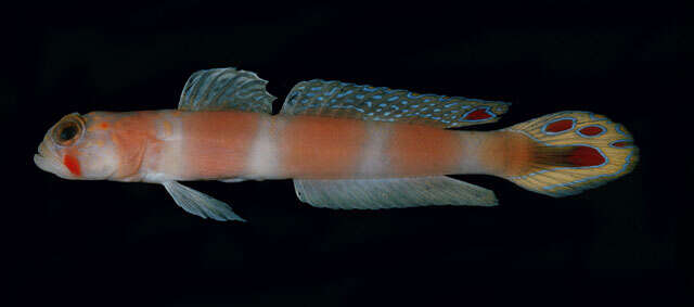 Image of Beautiful prawn-goby