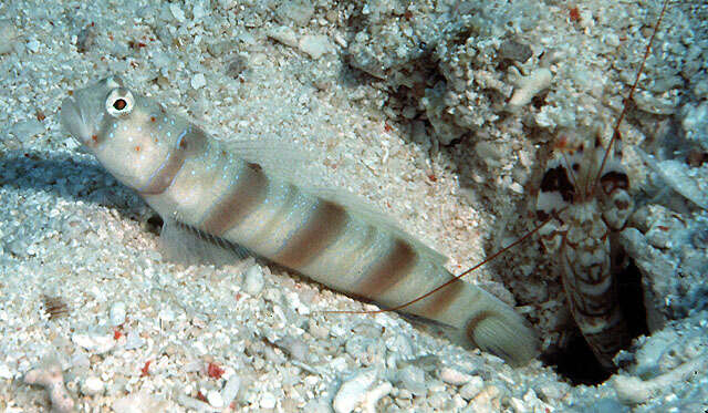 Image of Ogasawara shrimp-goby