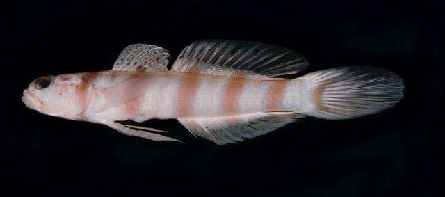 Image of Ogasawara shrimp-goby