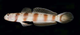 Image of Ogasawara shrimp-goby