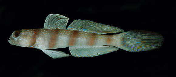 Image of Magnus&#39; prawn-goby