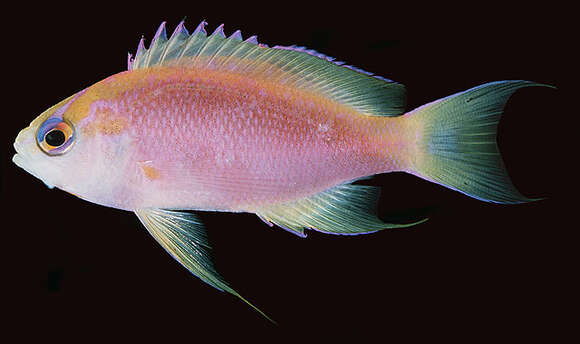 Pseudanthias ventralis (Randall 1979) resmi