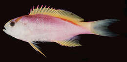 Image of Long-finned fairy basslett