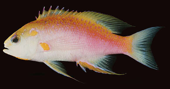 Imagem de Pseudanthias ventralis (Randall 1979)