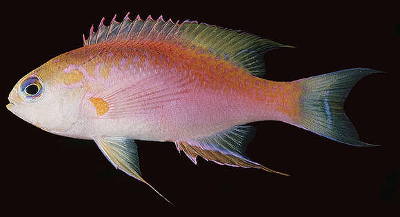 Imagem de Pseudanthias ventralis (Randall 1979)