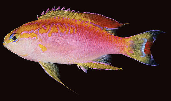 Imagem de Pseudanthias ventralis (Randall 1979)