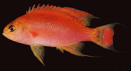 Imagem de Pseudanthias ventralis (Randall 1979)