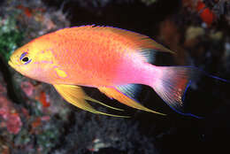 Image of Hawaiian longfin anthias