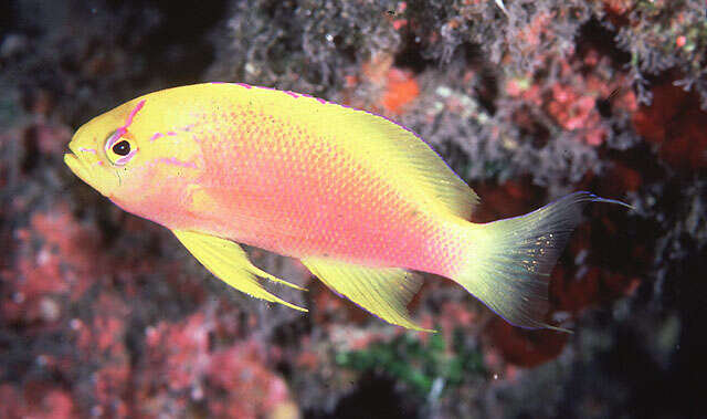 Image of Hawaiian longfin anthias