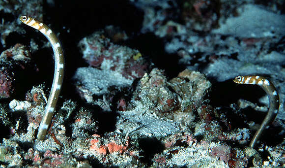 Image of Splendid garden eel