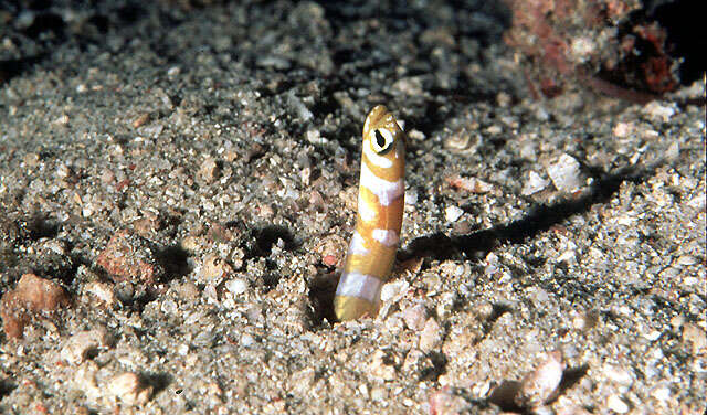 Image of Splendid garden eel