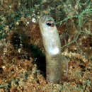 Image of Black garden eel
