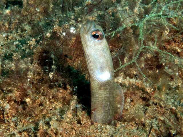 Image of Black garden eel