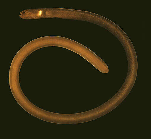 Image of Black garden eel