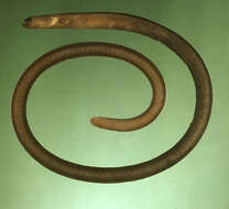 Image of Black garden eel