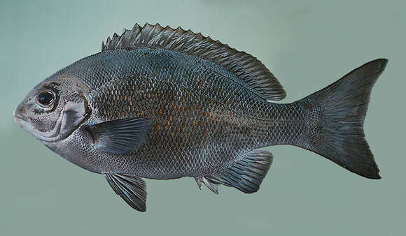 Image of New Zealand bluefish