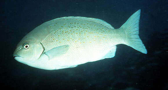 Image of New Zealand bluefish