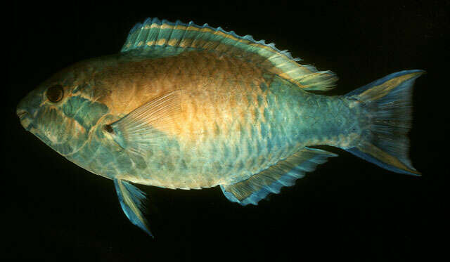 صورة Scarus hypselopterus Bleeker 1853