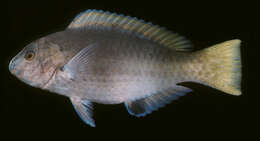 صورة Scarus hypselopterus Bleeker 1853