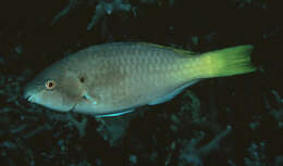 صورة Scarus hypselopterus Bleeker 1853