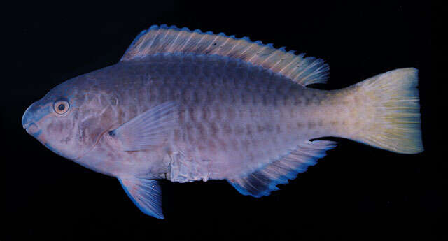 صورة Scarus hypselopterus Bleeker 1853