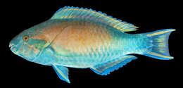 صورة Scarus hypselopterus Bleeker 1853