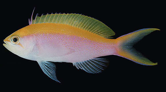 Image of Bartlett&#39;s fairy basslet