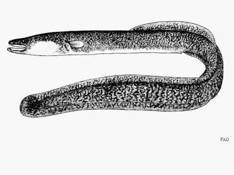 Image of African Mottled Eel