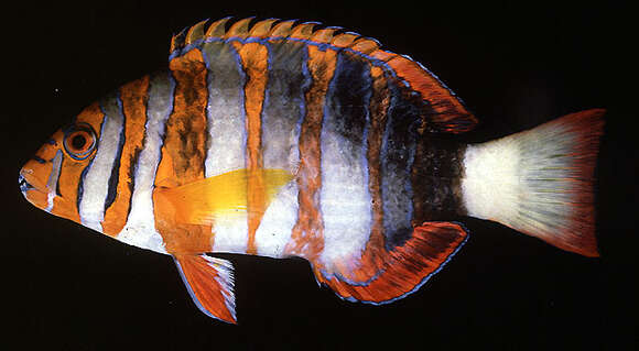 Image of Harlequin Tuskfish