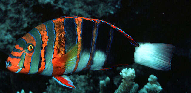 Image of Harlequin Tuskfish