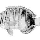 Image de Choerodon fasciatus (Günther 1867)