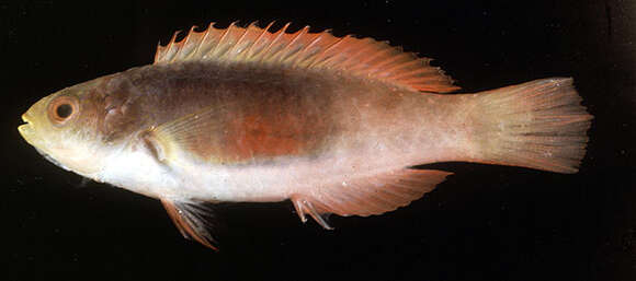 Image of Scott's wrasse