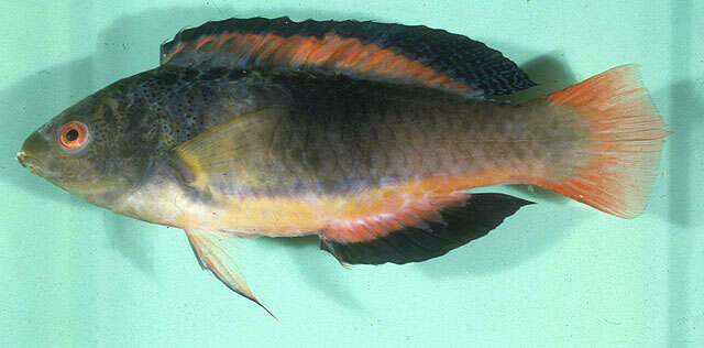 Image of Scott's wrasse