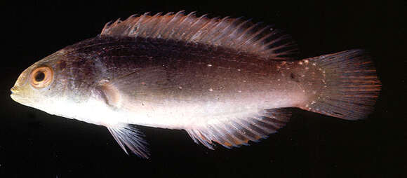 Image of Scott's wrasse