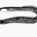 Image of African mottled eel